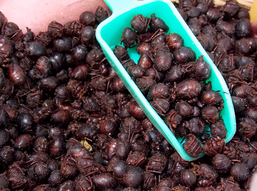 Sabor a Mexico - Receta salsa de hormiga chicatana